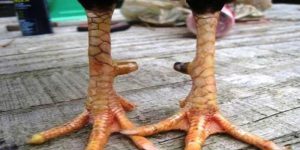 Các vị trí vảy gà huyền trâm được ưa chuộng nhất